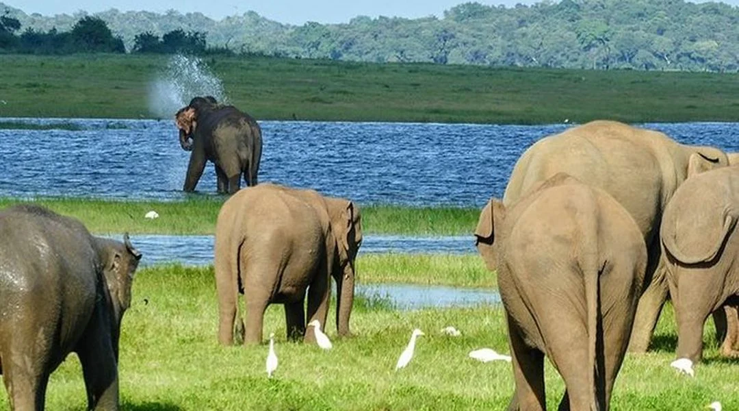 Yala National Park