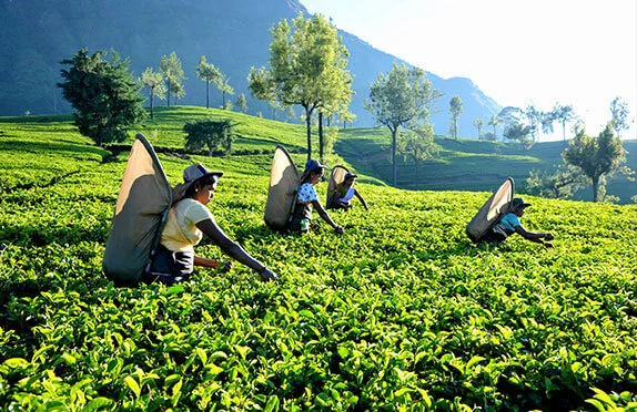 Tea trails in Sri Lanka